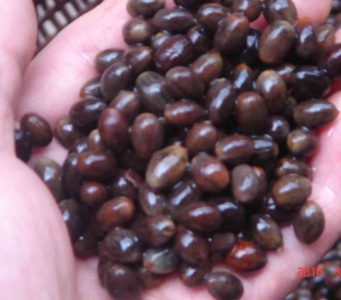供应玉桂苗2号场 桂皮苗 肉桂苗 肉桂树种子 桂皮树 玉桂种