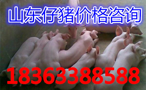 ĳ깩Ӧֲ ۸