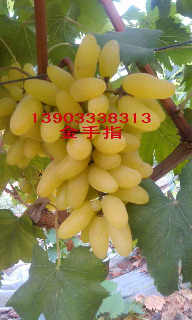 ָ ָ۸