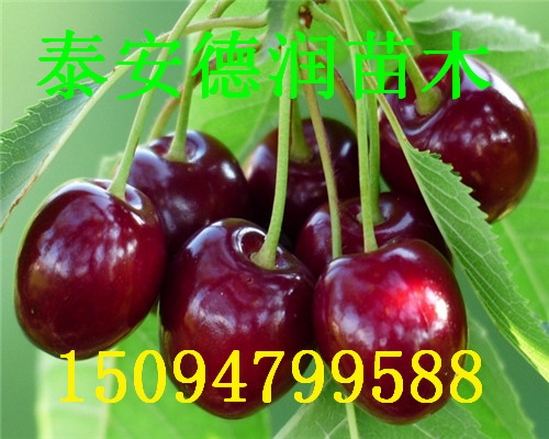 ӣ۸ ӣǮ