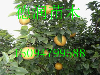Ʒֽ ۸