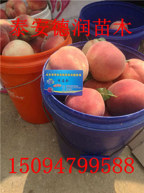 ƷƷֽ