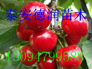 ӣƷֽ ӣ2017±