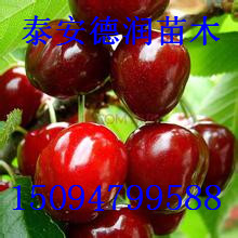 ˹8ӣ籨 ˹8ӣֲ