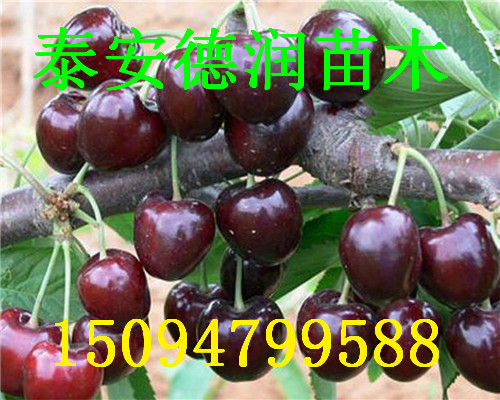 ӣƷֽ