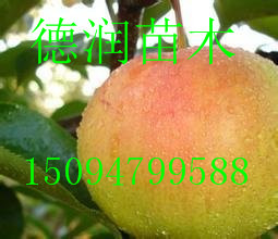 ¶۸ ¶Ʒֽ