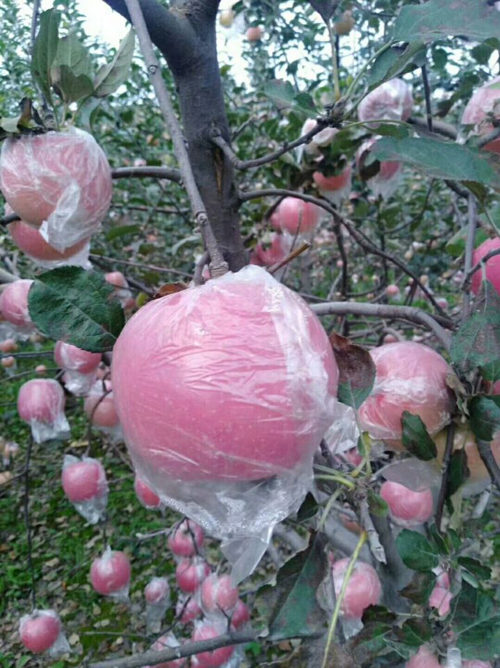 Ĥ츻ʿƻ۸Ĥ츻ʿƻ