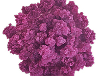 植物细胞产品-雪莲培养物