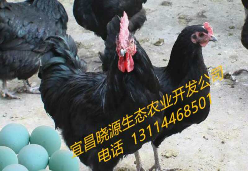 ֱ̿ǵ ԭ̬ɢ