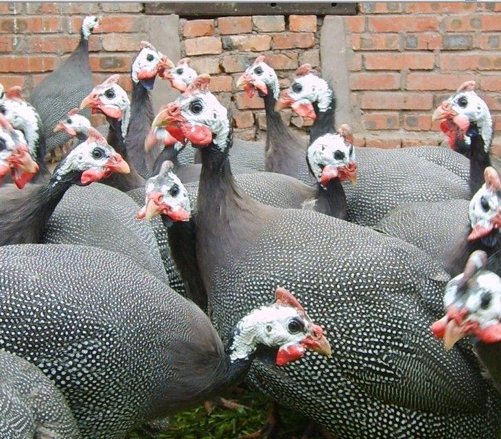 ӱʯׯ鼦硢鼦г۸鼦г