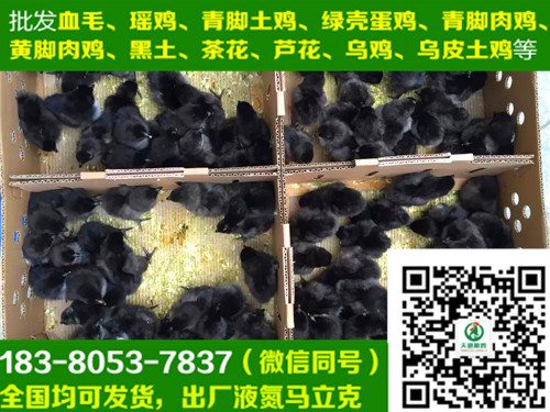 巴南区鸡苗土鸡批发