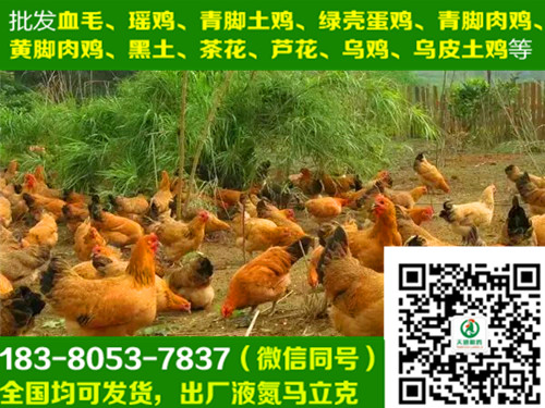 ĴڼͼƬ,ڼ糧
