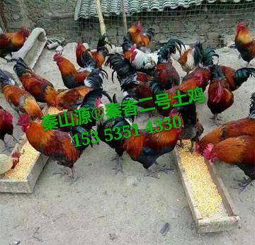 Ӧ硢
