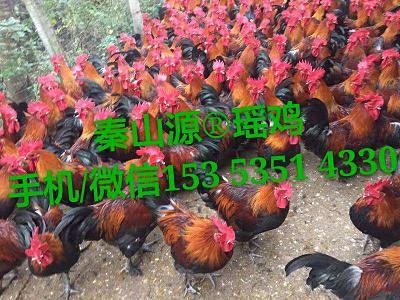 磬磬/