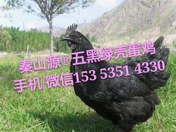 ͭ磬磬̿ǵ