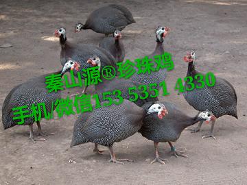 Ӱ磬磬鼦