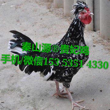 磬磬