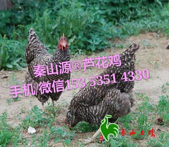 磬磬«