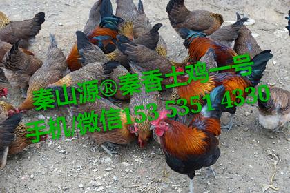 磬