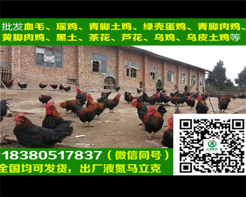 厦门血毛土鸡苗价格,血毛土鸡苗养殖