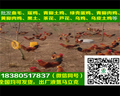 ڼ̣ڼ糡ѡ