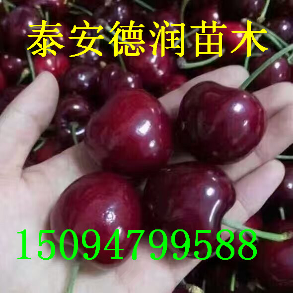˹8ӣ۸ ˹8ӣҪ