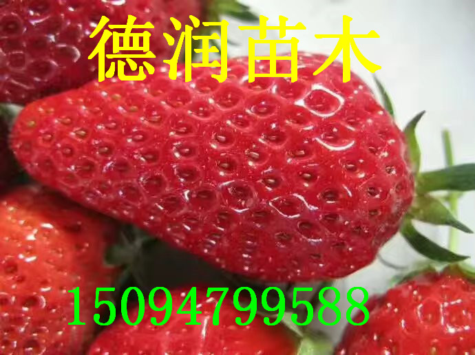 ޲ݮ۸ ޲ݮƷֽ