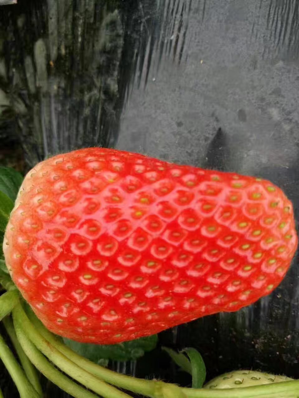 ʥݮƷֽ ʥݮҪ