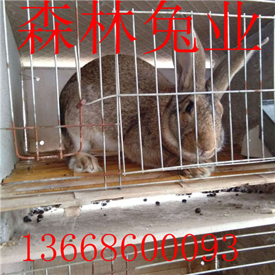 ӽҰõģӽҰöǮһֻ