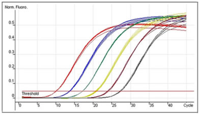 ӫⶨPCR