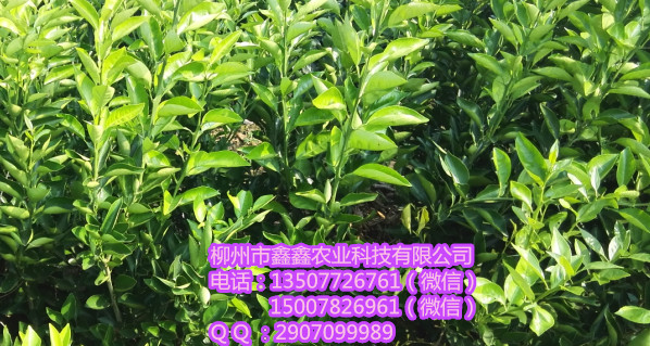 ɽѶɳǽ磿