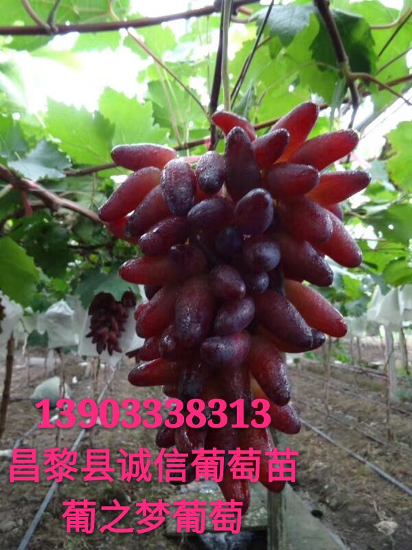 ֮ ֮۸