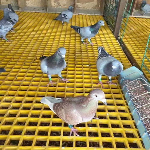 ֳòֵAֳòֵ