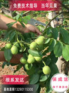 8518 28518޽۸
