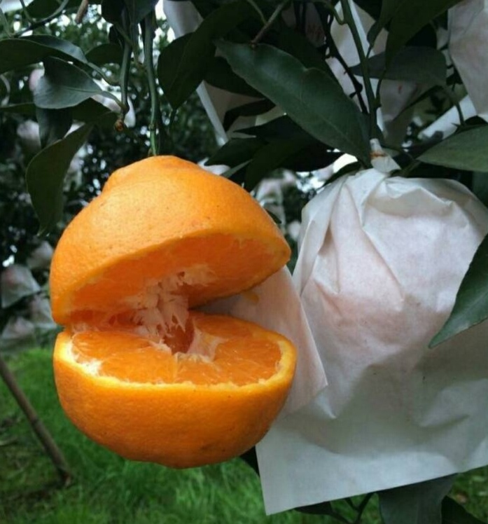 ҰҸһ޽ ɻ98 ǧ˼ũֱֻ