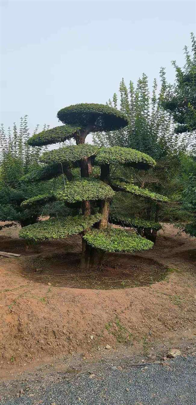 ɽԽڰ辰