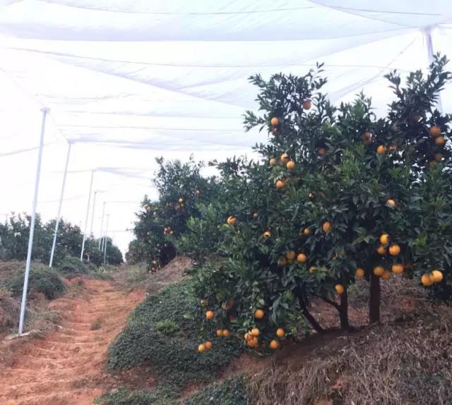 志广防虫网大棚z用果树加厚40目防虫网结实不滑丝