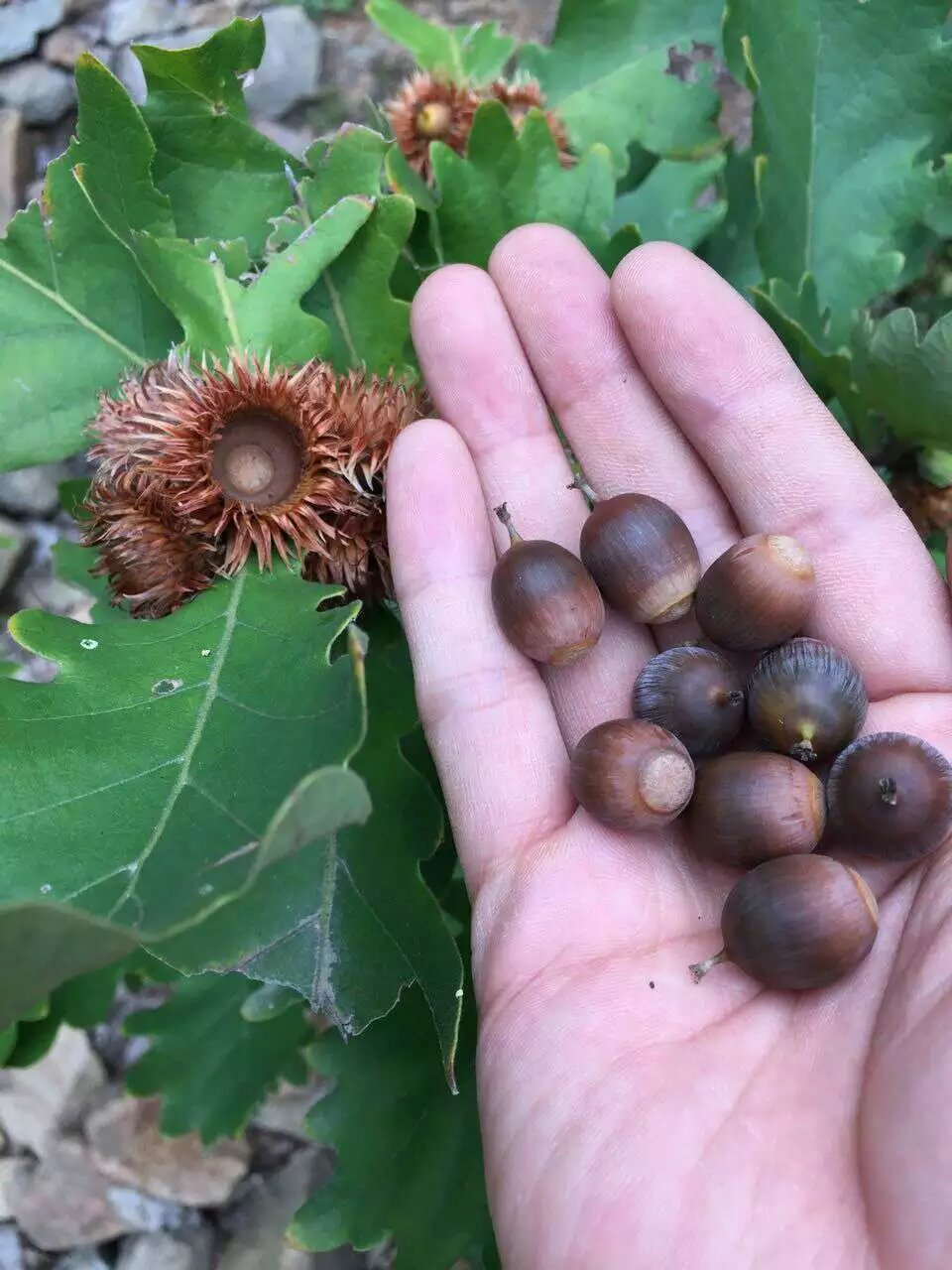 供应槲栎种子20吨品牌:橡树种子 栓皮栎种子 蒙古栎种子 麻栎种子