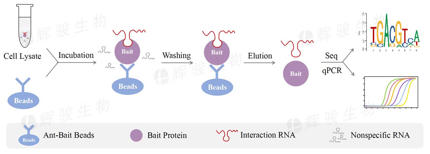 RNA߹RIP