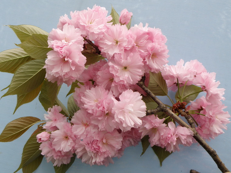 日本樱花信息苗圃日本樱花苗木价格