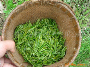 批发云南绿茶姑娘茶晒青绿茶烘青绿茶