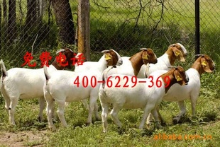 6000ֻ1һ6ɽṩɽֳչһɹһ