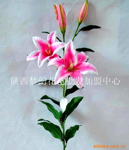 Ʒлİٺλû