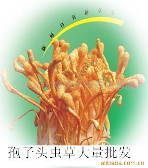 Ѱݻ