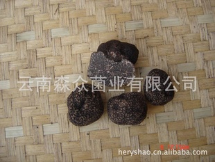 ȫڳ¶--¶------perigordtruffle