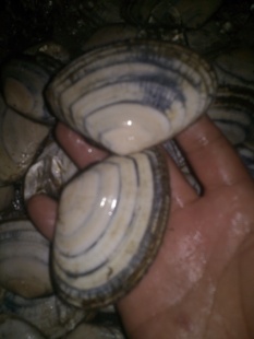 ؼʻ