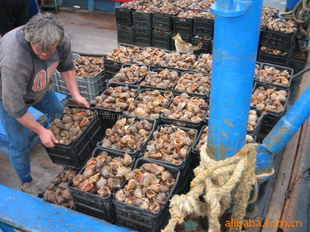 -VeinedRapaWhelk