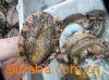 ʻ̱Ұ(9cm)