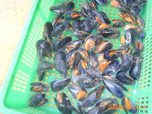 ۣ(ˡݱ졢MUSSEL)