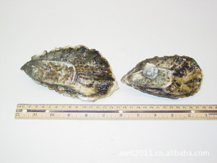 PacificOyster